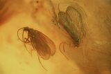 Two Fossil Caddisflies (Trichopterae) In Baltic Amber #58050-1